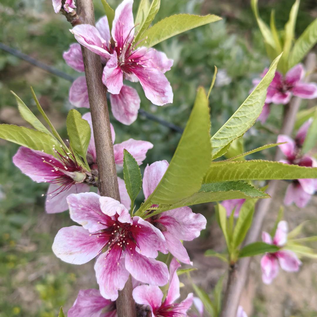 (♥ó)往事💖随风(^o^)