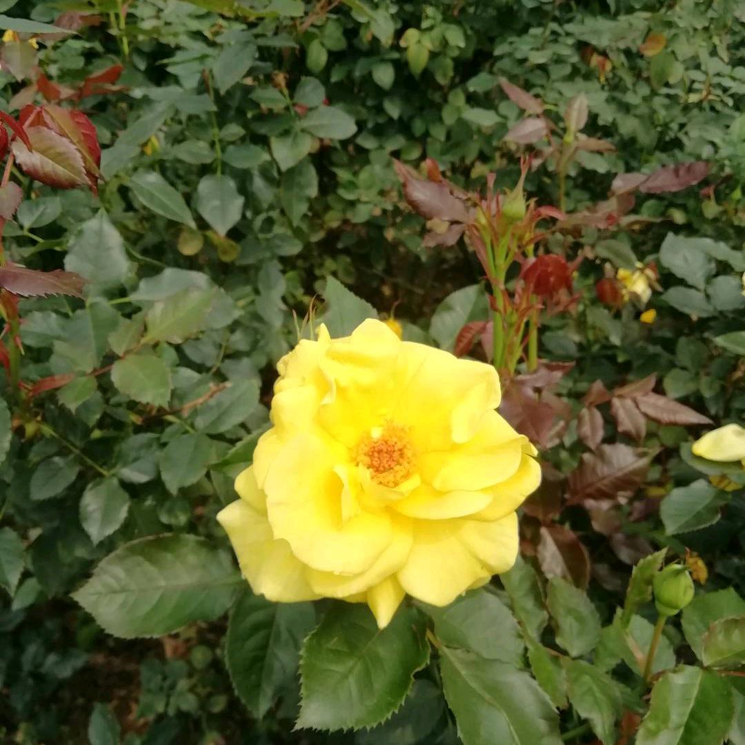 🌷善美