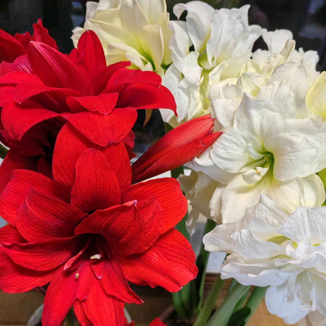 花儿爷🌱🪴🌸☕