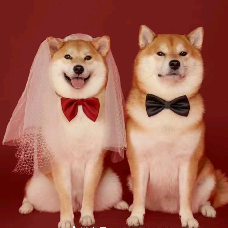 浩浩殿下（MT）