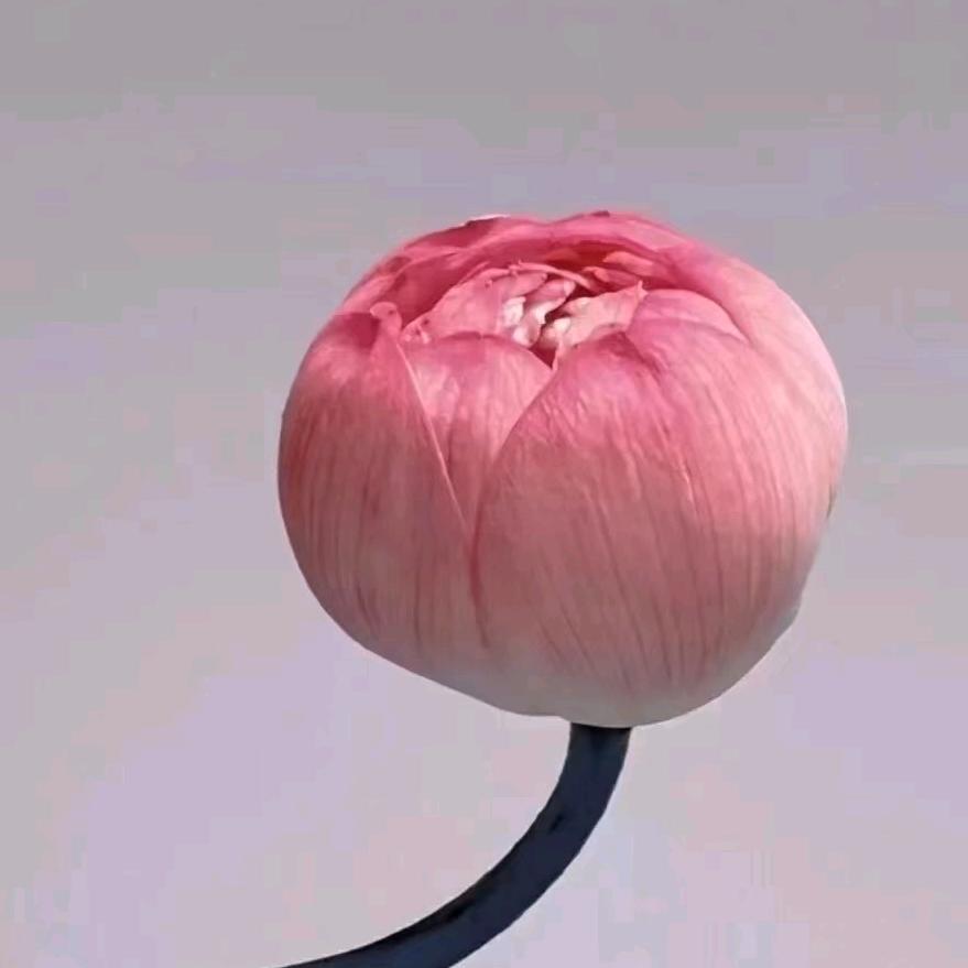 Ⅴ一缕阳光
