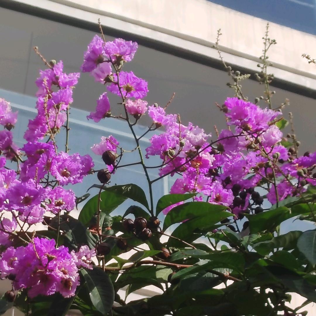 若是安好！便是晴天！