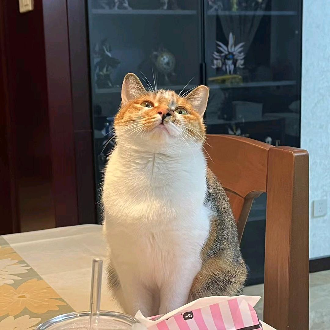 来一碗豆浆配麻花