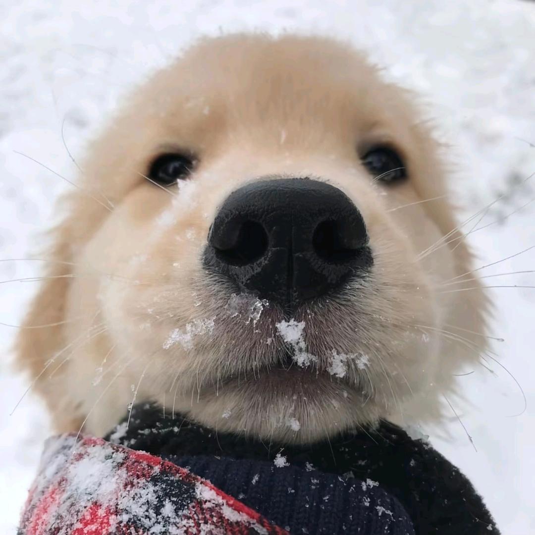 水豚君