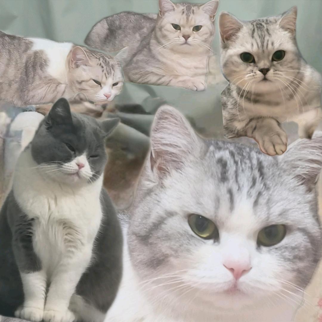 可怕猫喵毛