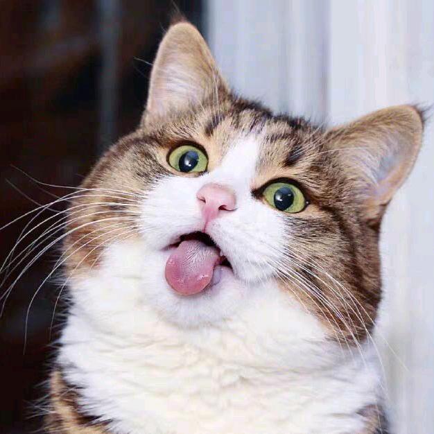 猜猜