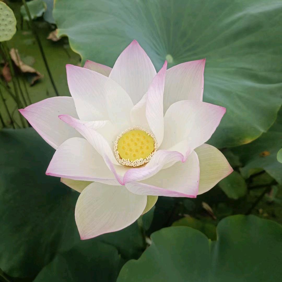 薄荷味的夏天⑅˘