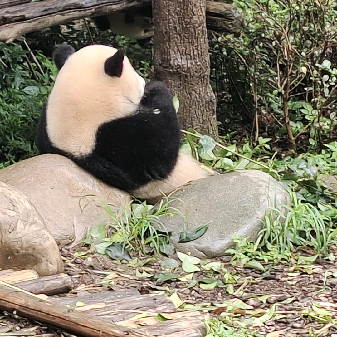 小馨