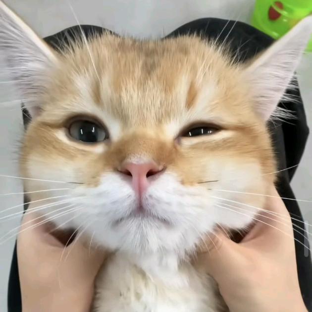 糕冷洋芋