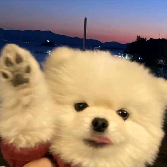泡泡