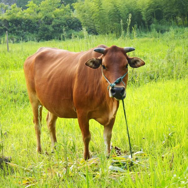 卖牛肉的小玲