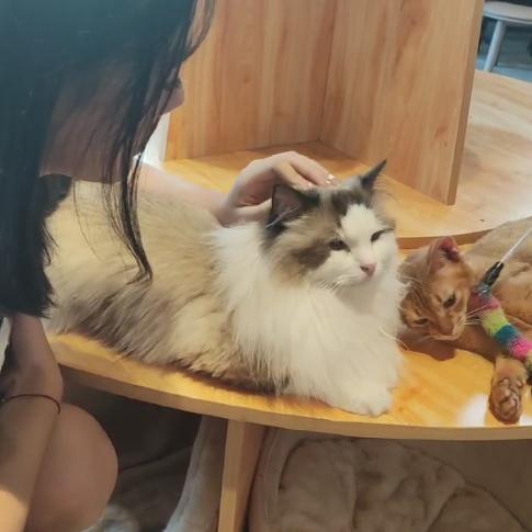 小鹿