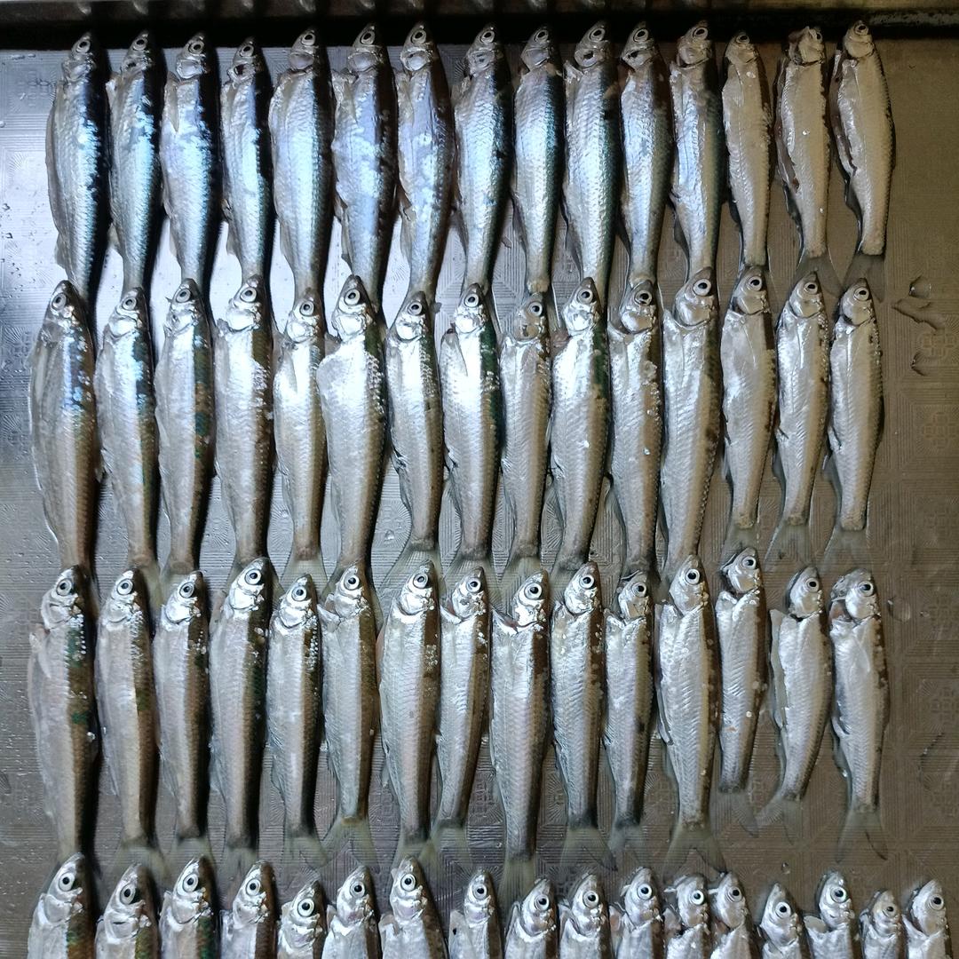 国家一级喂鱼大师