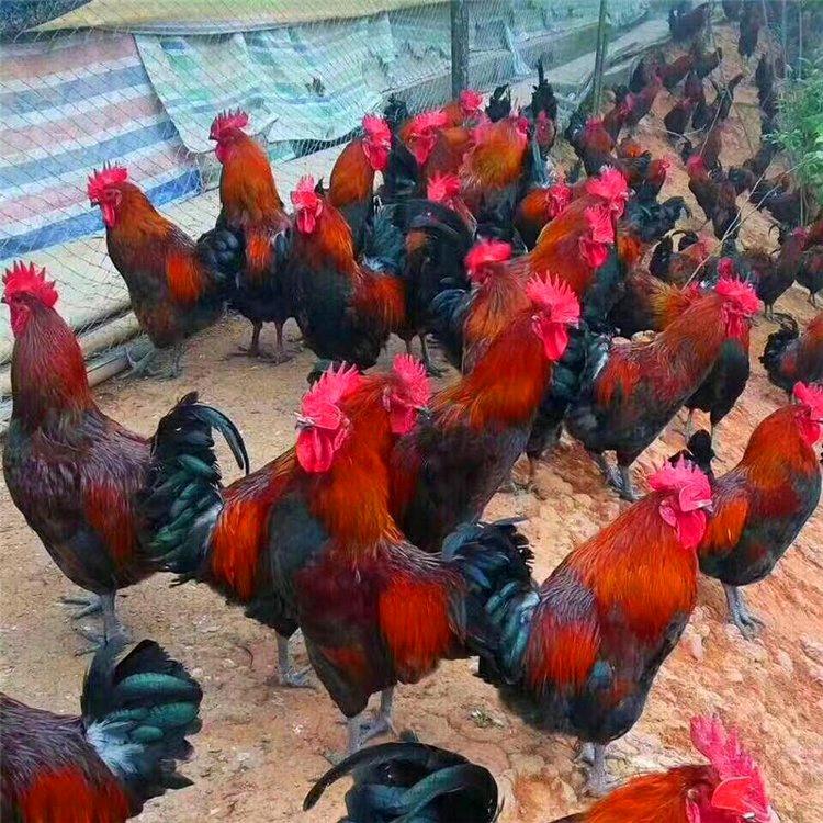 塞外优一