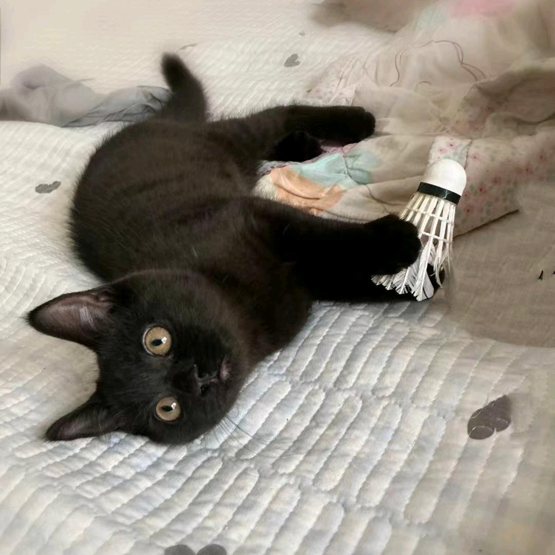 一行鱼排📷(洛阳版)