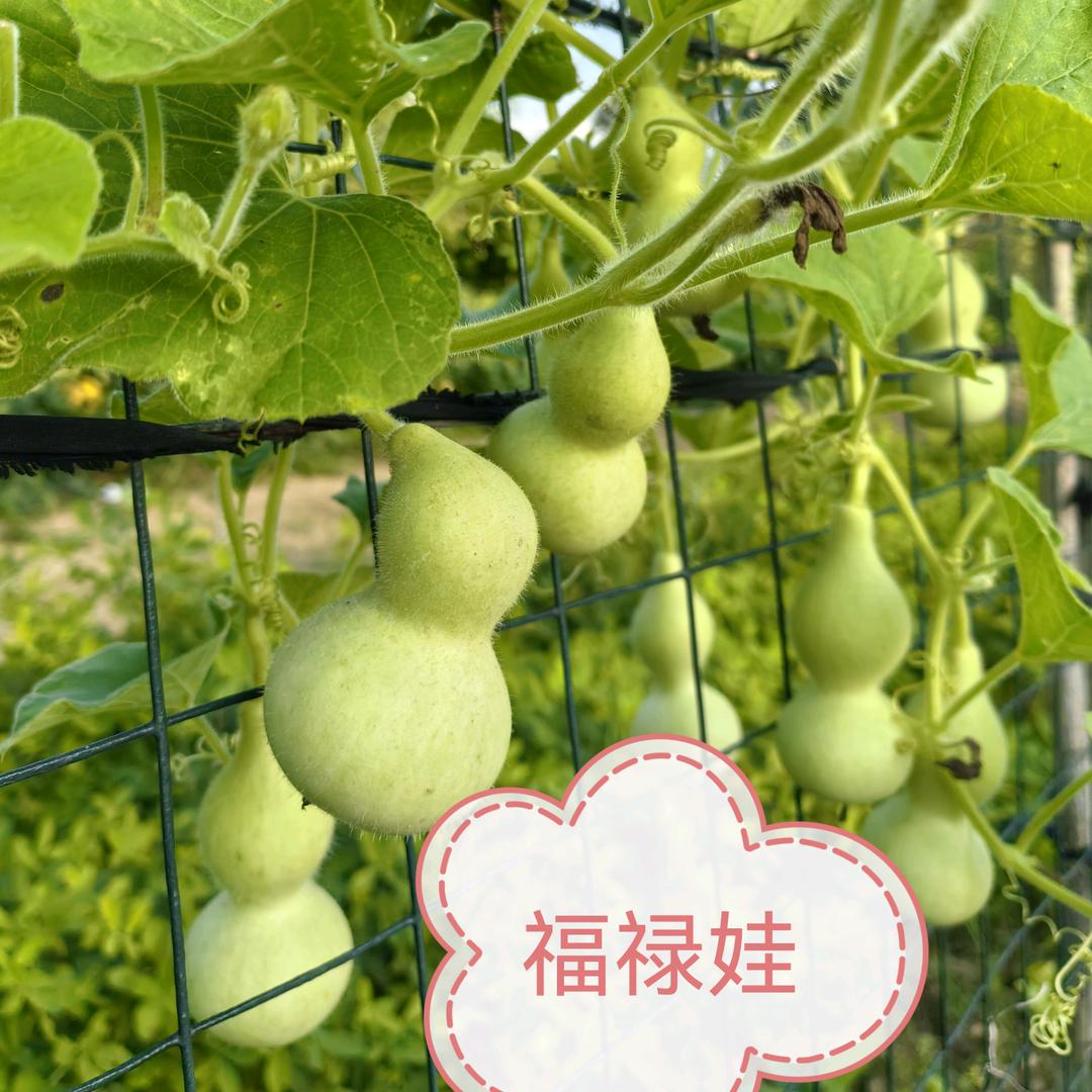 骑蜗牛🐌游