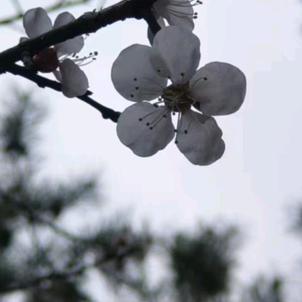 睿奇