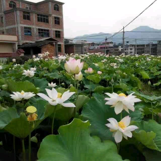 万花丛中一点笑