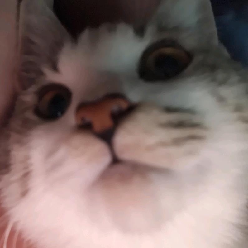 研究头发的小芊