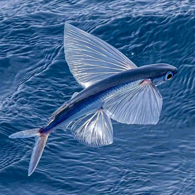 会飞的鱼🐟