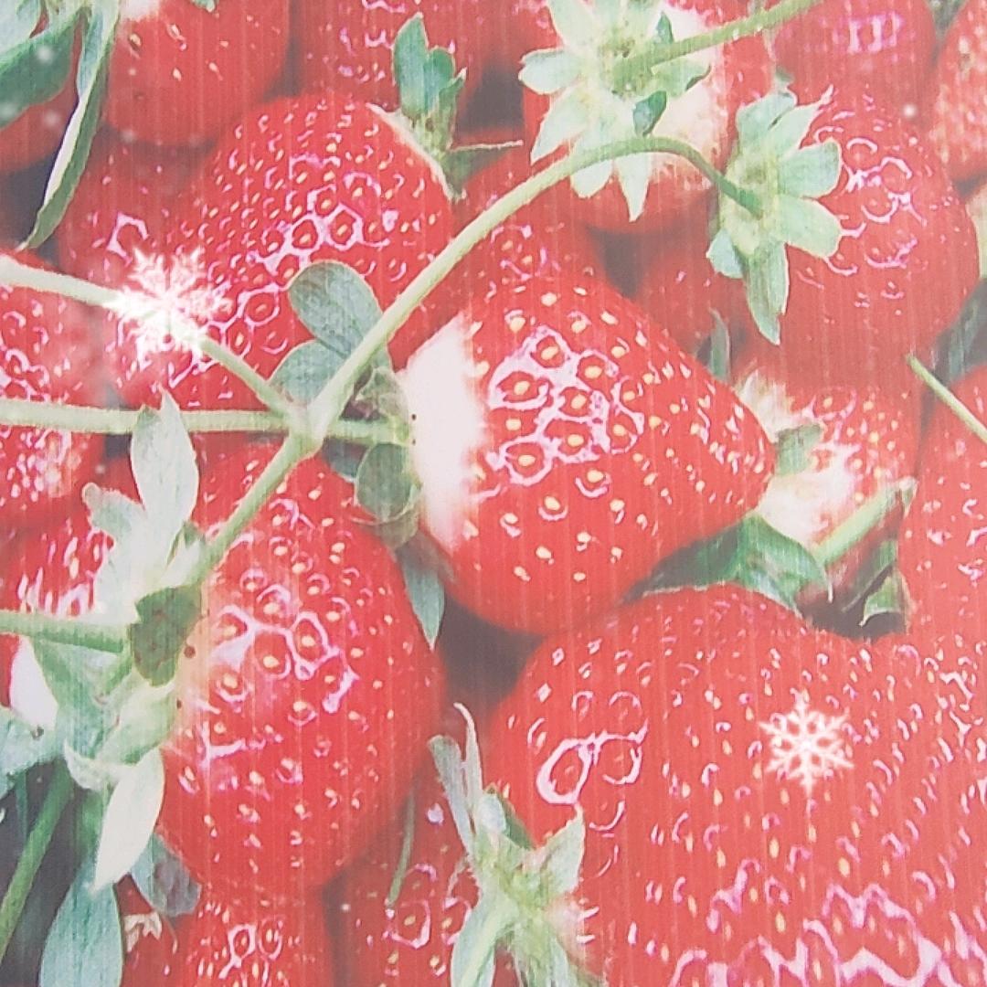 AAA草莓育苗基地