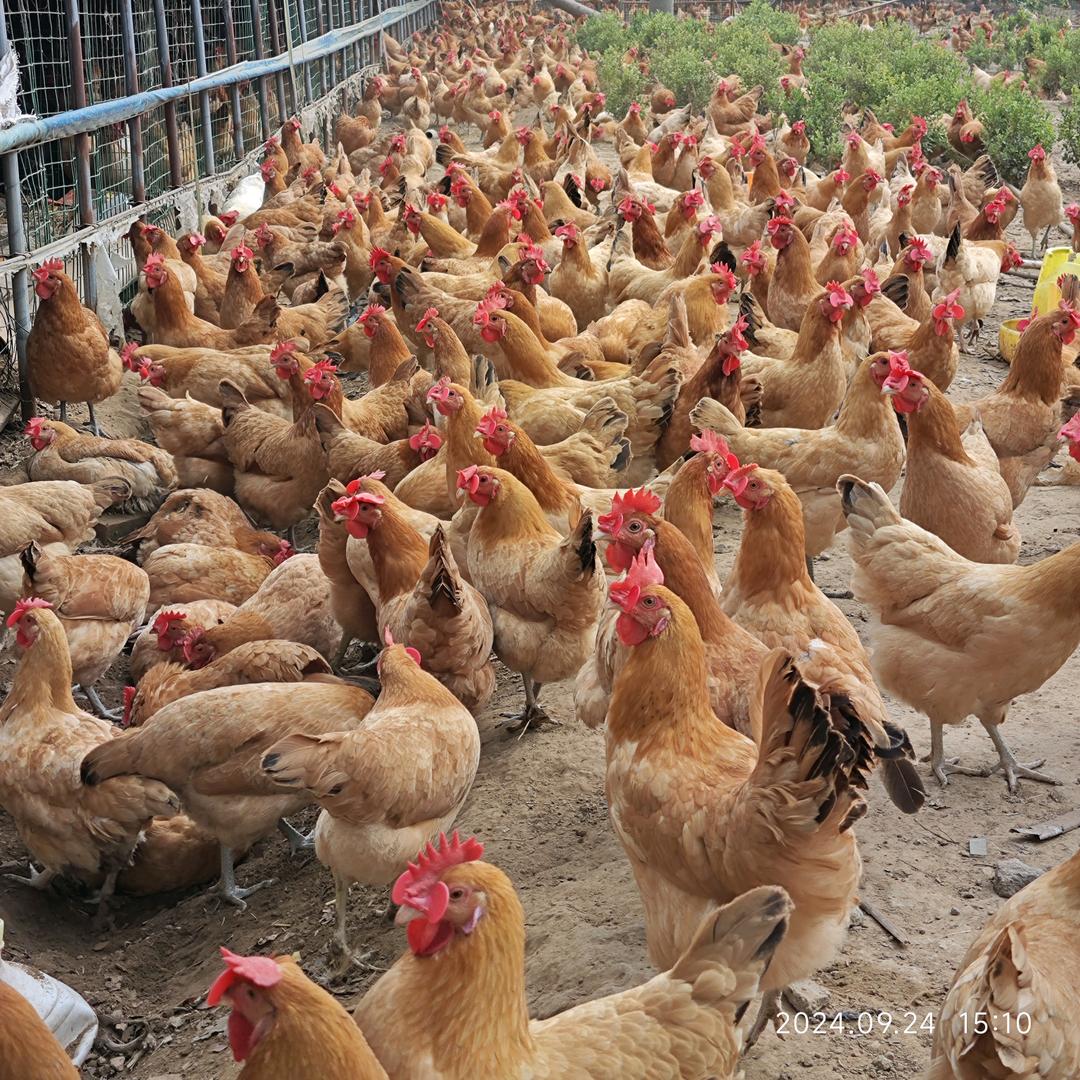 苏禽青脚土鸡苗