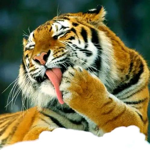 🐯虎者也