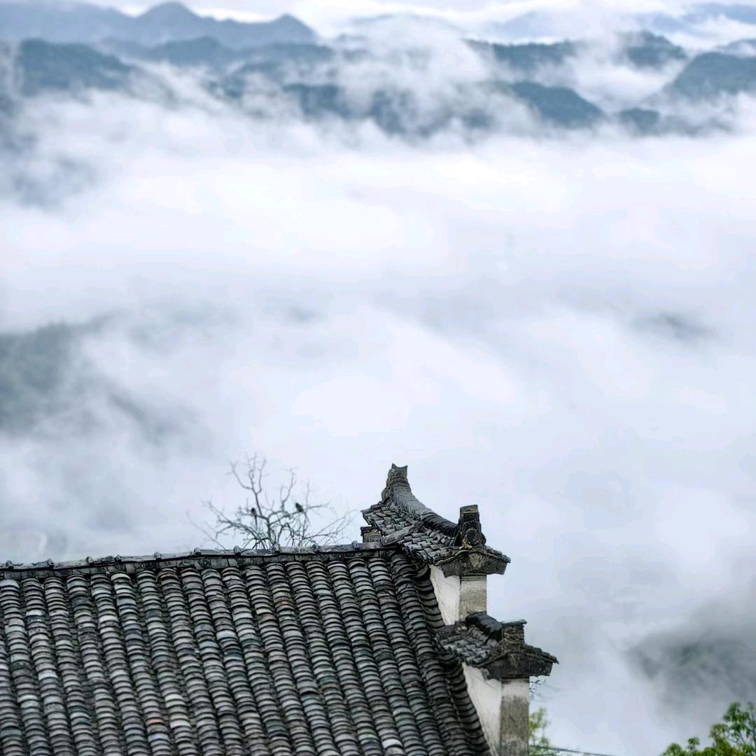 酉木听风