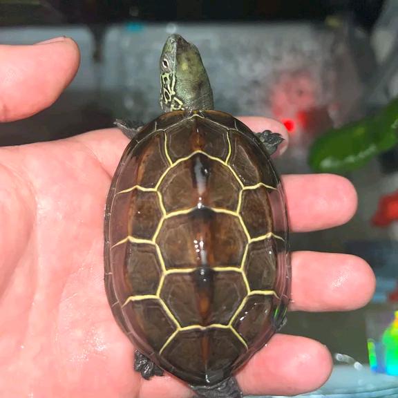 一龟一宠（苏北金线草）