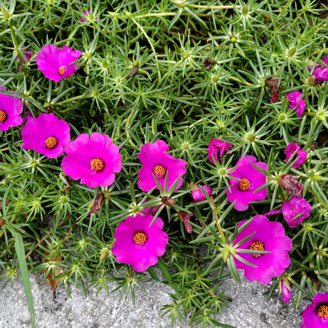 我家有爰女三千金