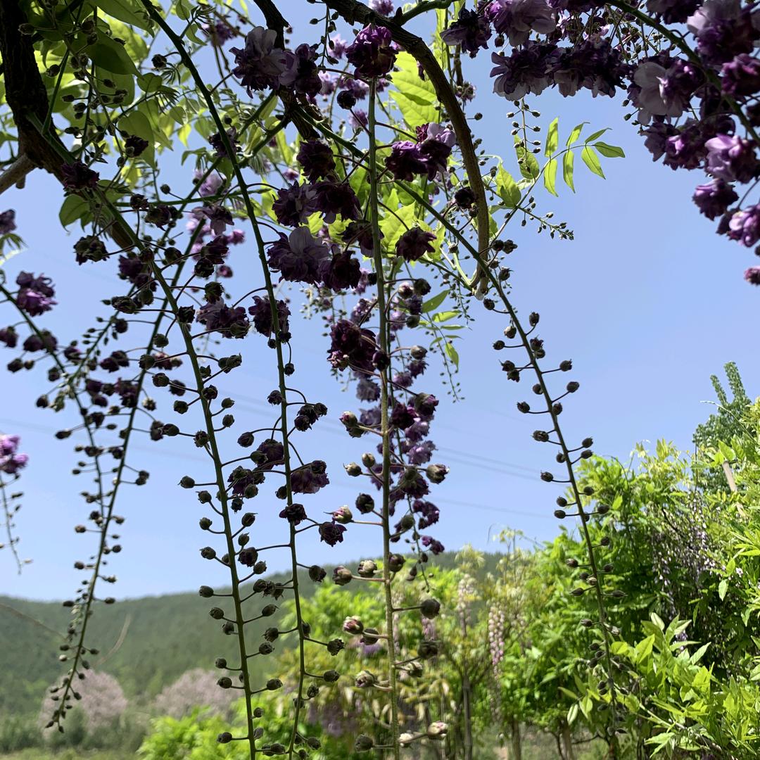 榆谦绿植盆景