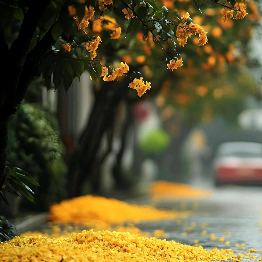 এ踏月寻星河᭄