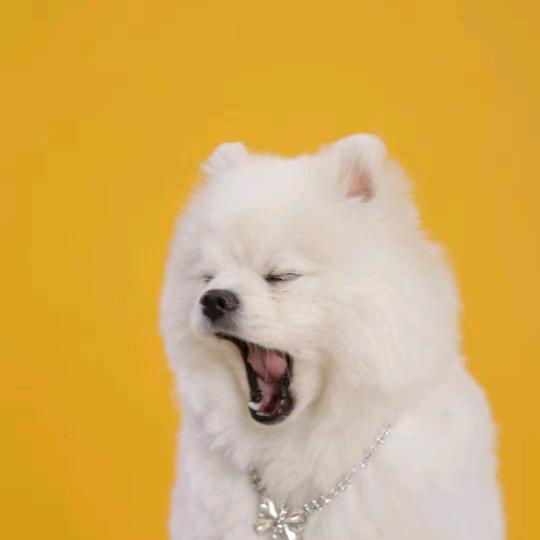 滋你一脸尿