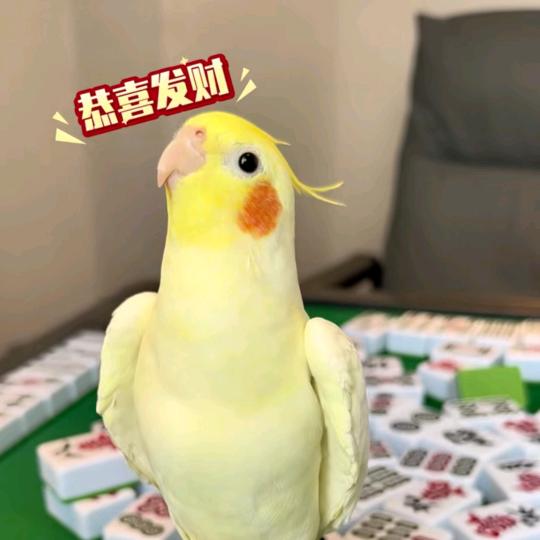 大福果果