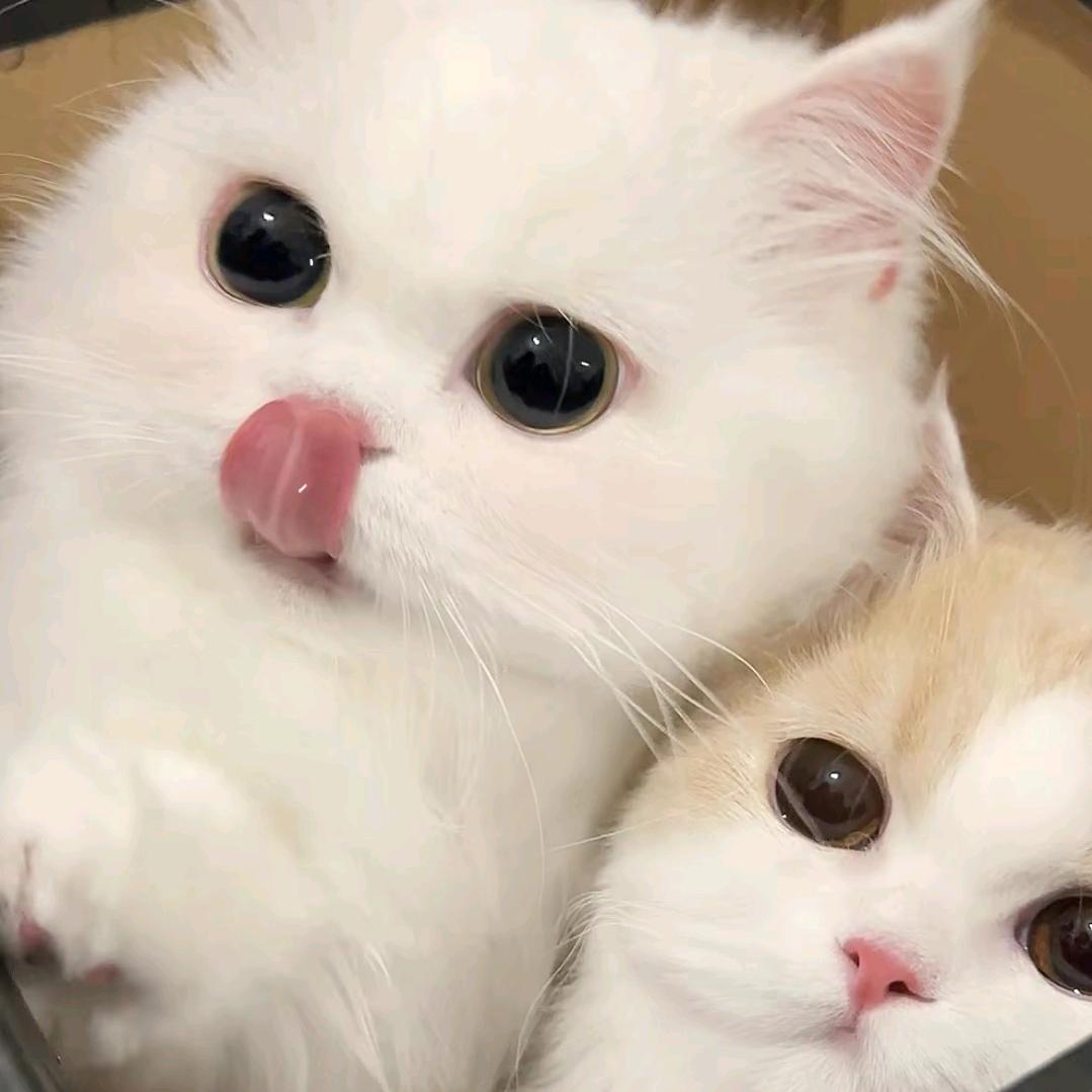 呆呆的狗子（小人鱼版）🌙