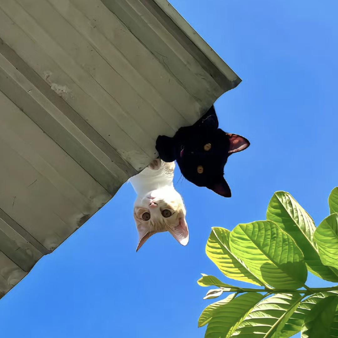 豆包是我的唯爱