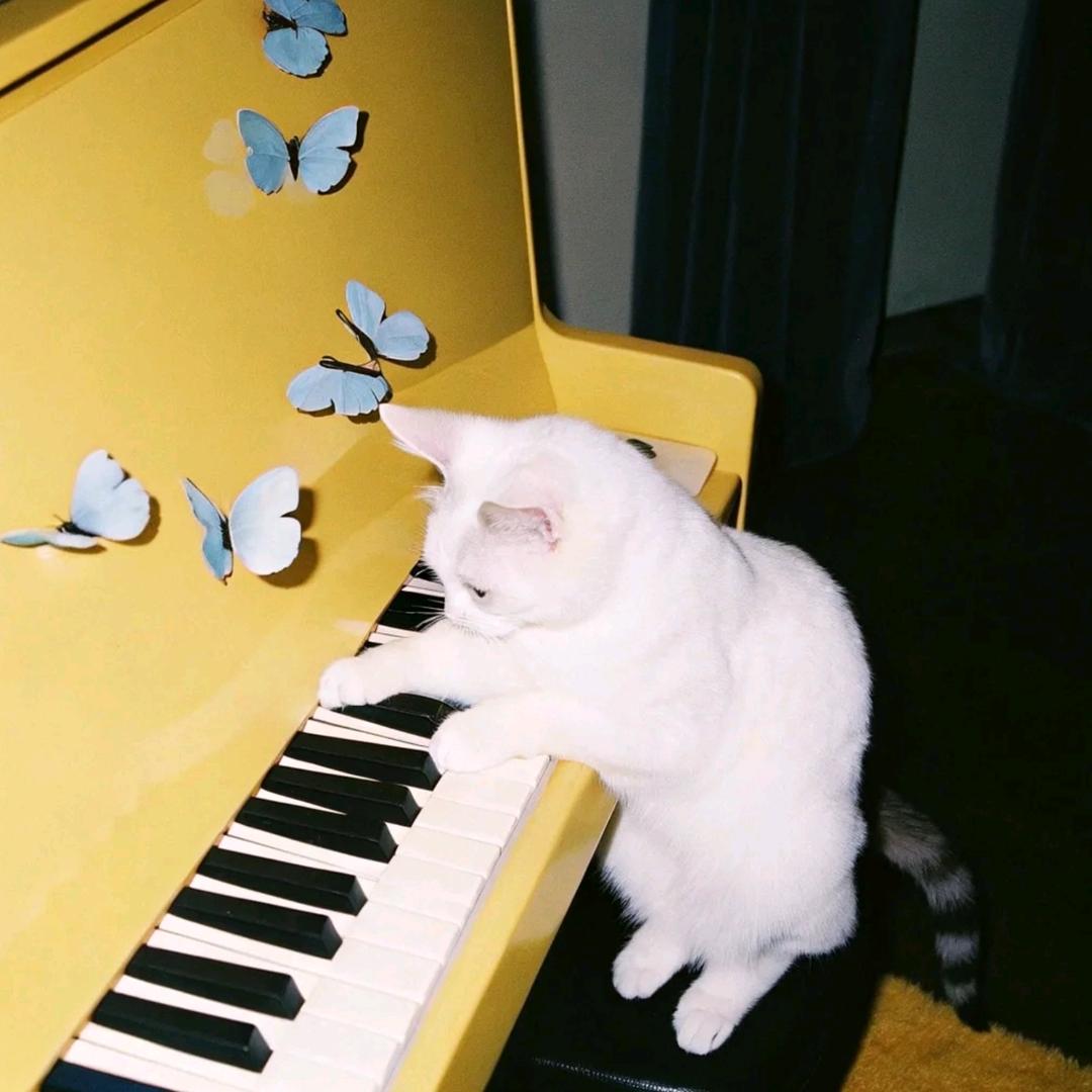 Pia Cat.