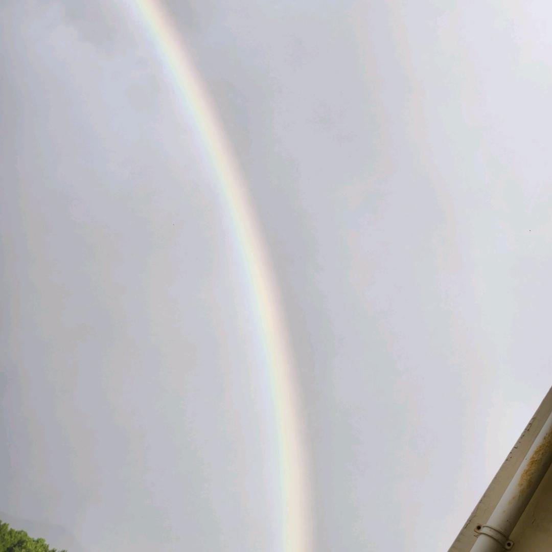 雙飛