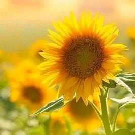 青春，依旧堕落