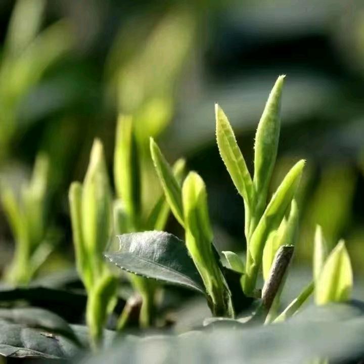 广西三江--嘉妤茶业