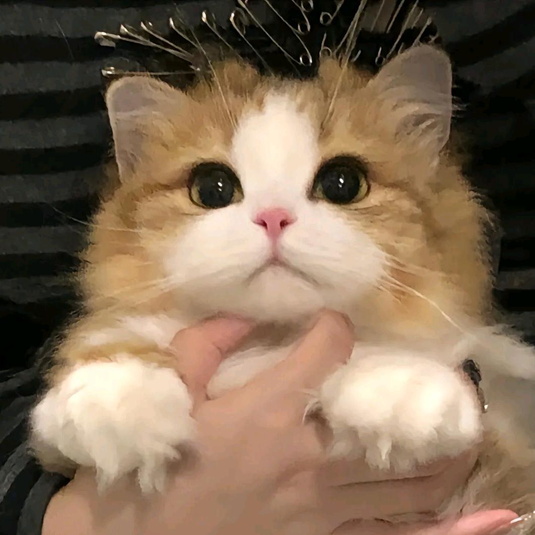 小林精品