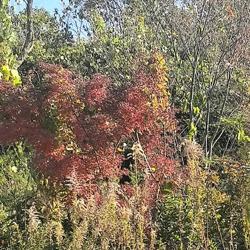 鱼泡鱼籽鱼杂鱼皮鱼膘都好吃！统称鱼好吃。