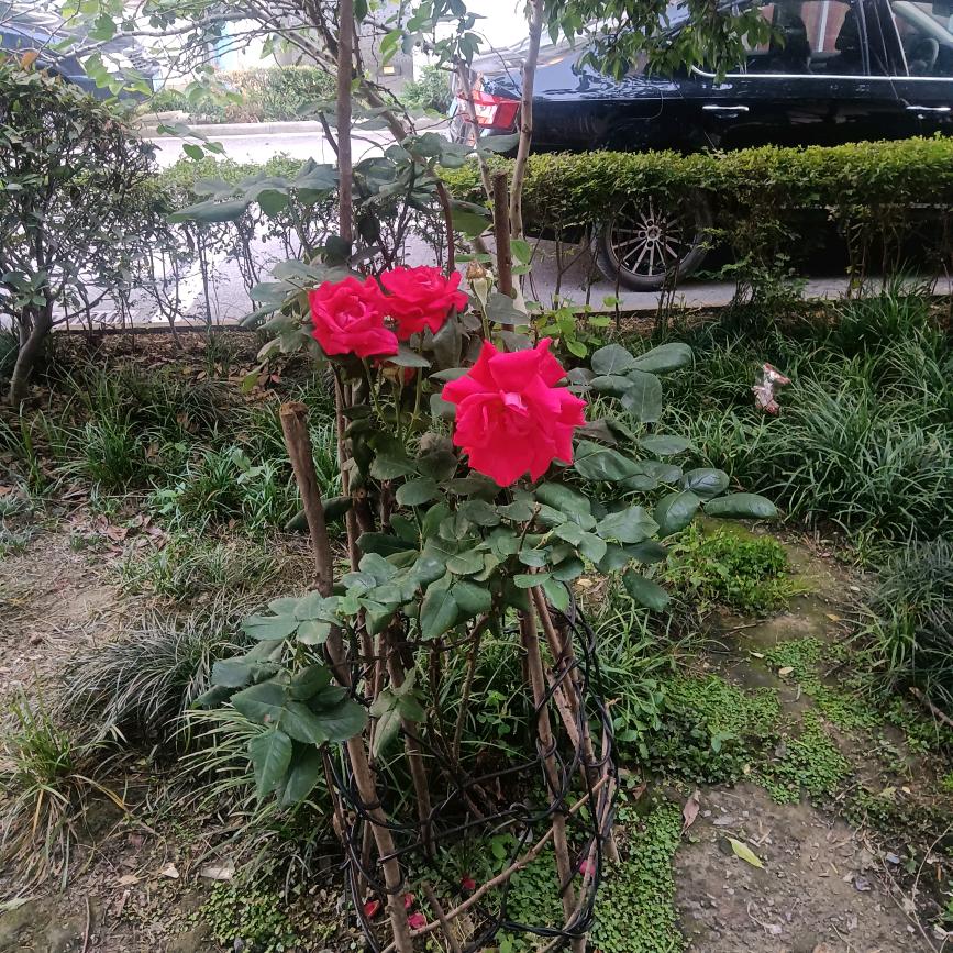 老大
