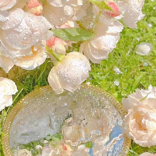 苹果🍎与海