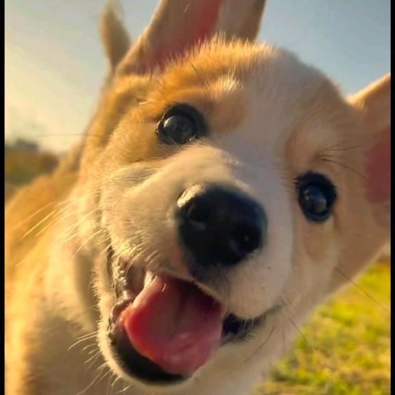 ල᭄醉清风ꦿ᭄࿐  赤兔 — SXT