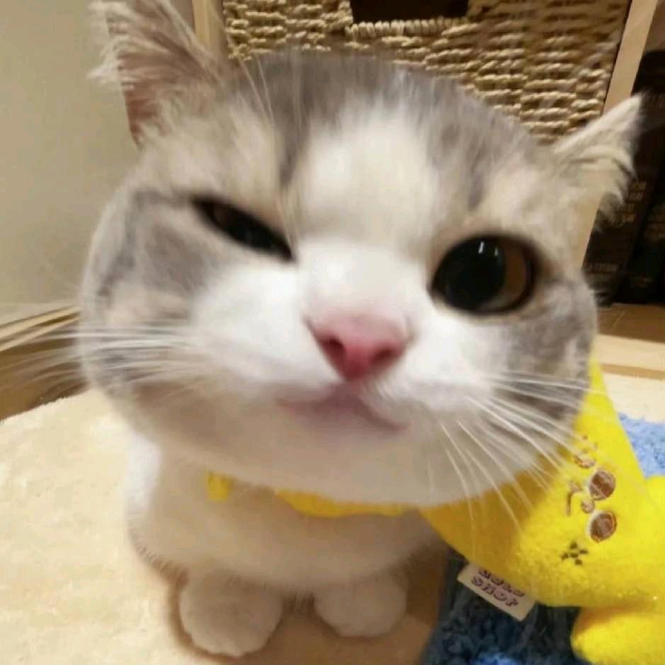 囧囧小白