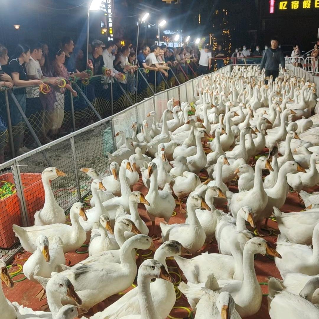 莫莫幸运套大鹅