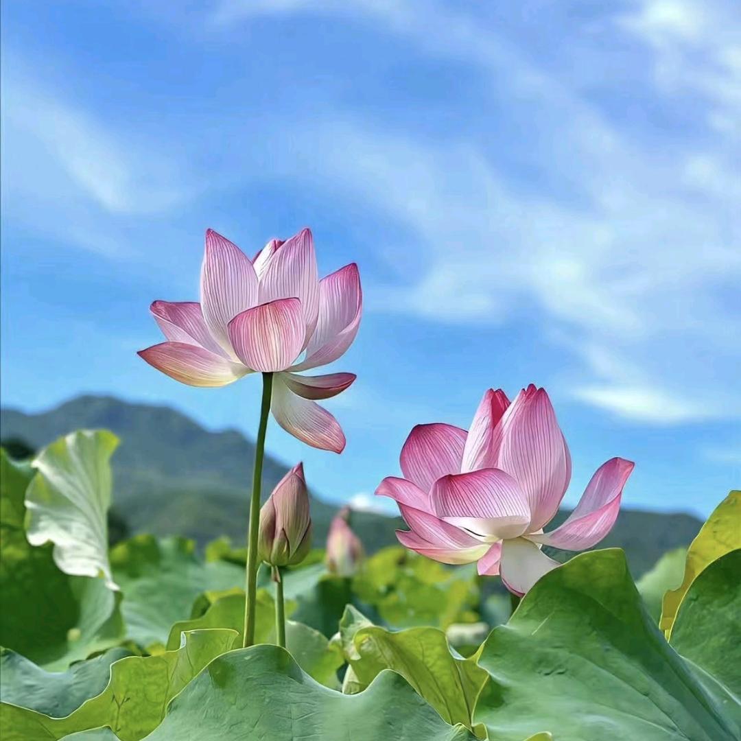 玲珑宝塔