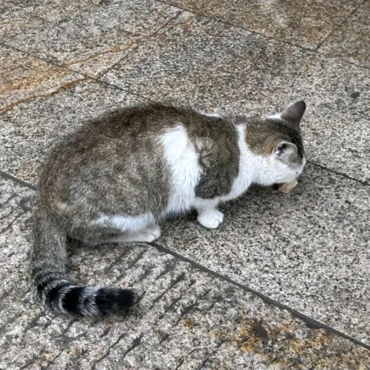 小铁锤