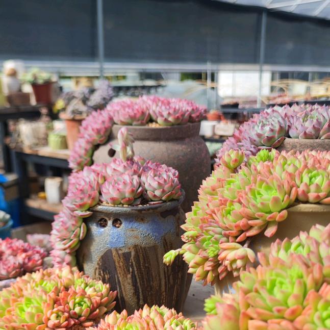 福建省多肉植物批发产地直销